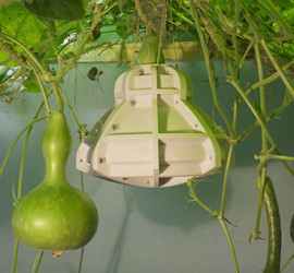 solar gourd